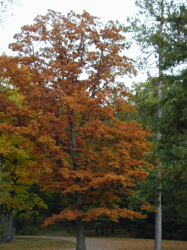 DSCN7507