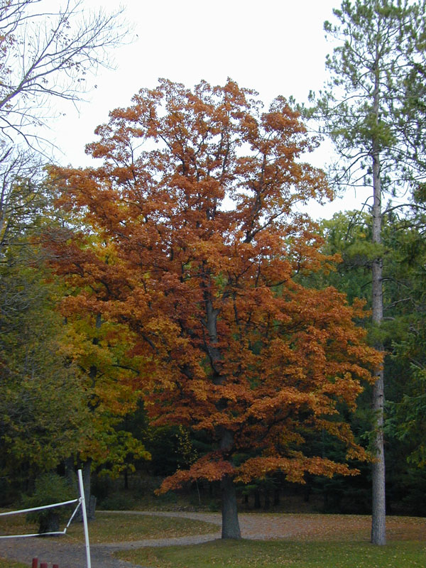 DSCN7508