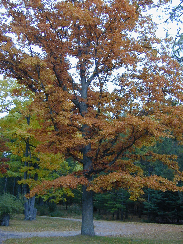 DSCN7509