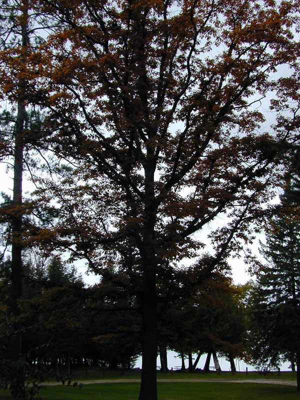 DSCN7511